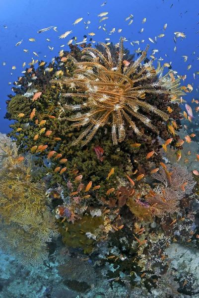 Feather star atop reef outcrop, Papua, Indonesia